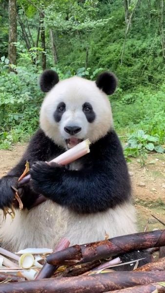 大熊猫吃什么( 它们还需要吃别的食物吗)