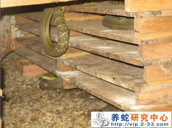 大王蛇养殖( 密度要怎么控制)