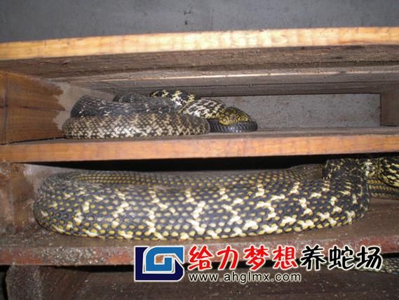 大王蛇养殖( 密度要怎么控制)