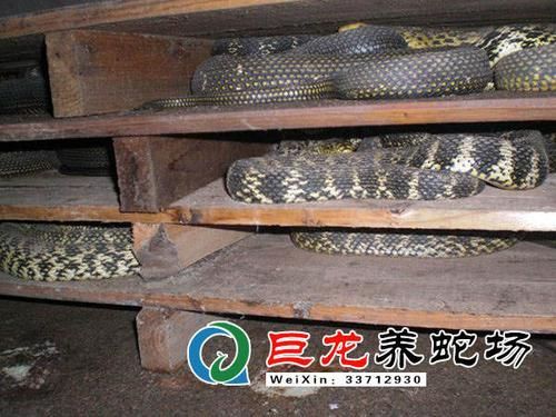 大王蛇养殖技术( 温度怎么控制)