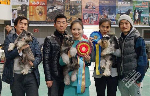 大瑞可犬舍(到底有多优秀)