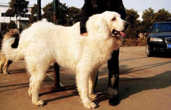 大白熊好养吗( 容易训练吗)