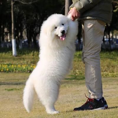 大白熊幼犬(怎么才能长得壮)
