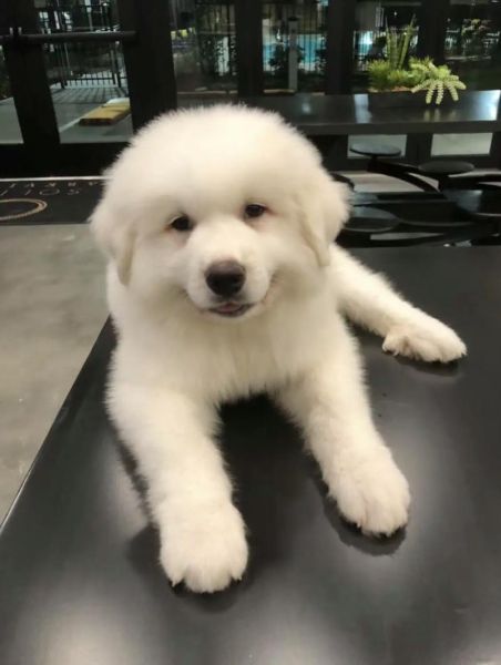 大白熊幼犬(怎么才能长得壮)