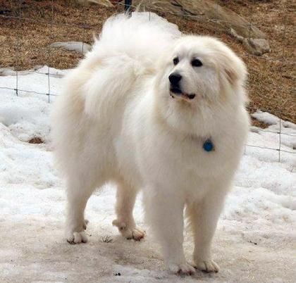 大白熊犬( 它到底有多温柔)