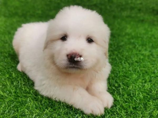 大白熊犬( 它到底有多温柔)