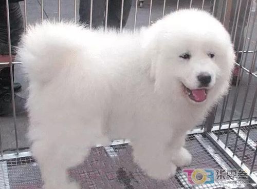大白熊犬价格(是品种还是血统)