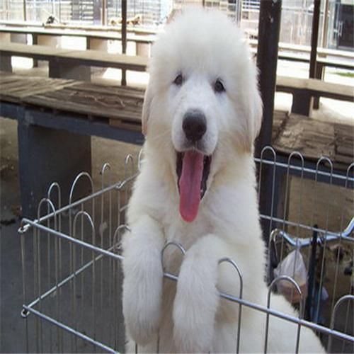 大白熊犬价格(是品种还是血统)