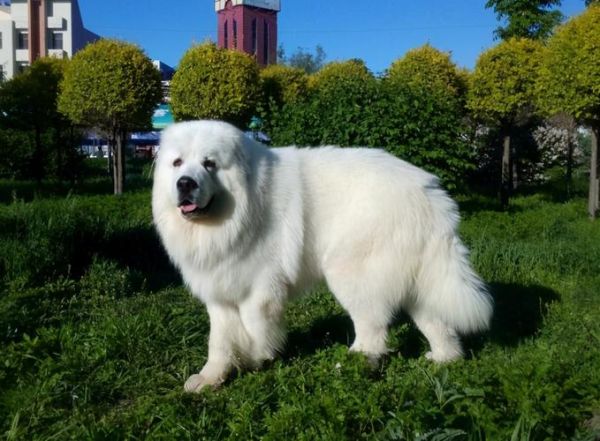 大白熊犬图片(冬天会不会掉毛)