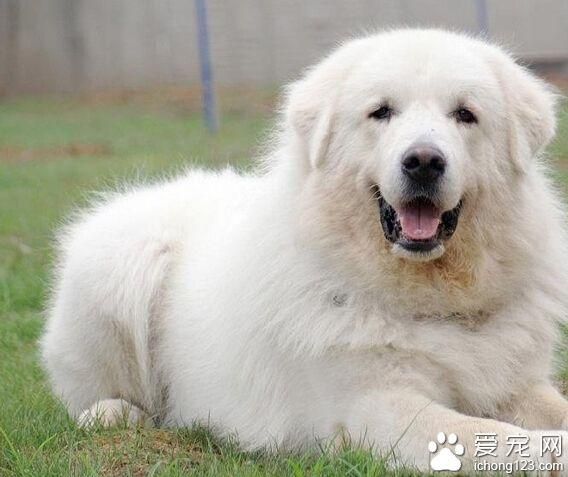 大白熊犬图片(冬天会不会掉毛)
