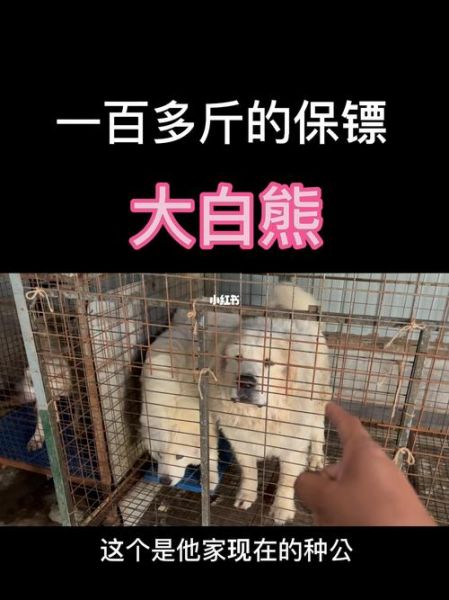大白熊能长多大(它到底能长多大)