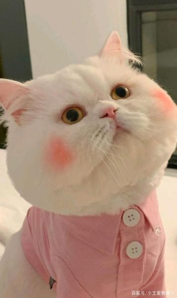 大脸猫大脸猫(你最害怕什么)