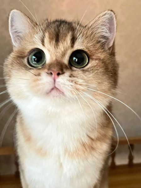 大脸猫大脸猫(你最害怕什么)