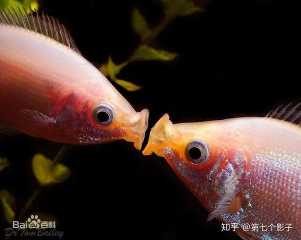 大色鱼图片(它真的会亲吻人类吗)
