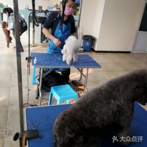 大连宠物美容培训学校(学完后好找工作吗)