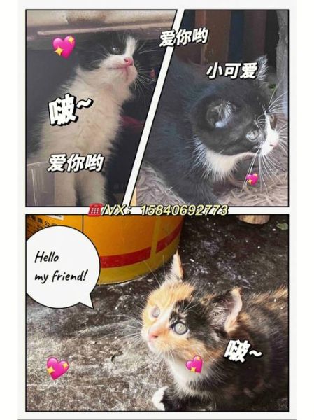 大连宠物领养(你还在等什么)