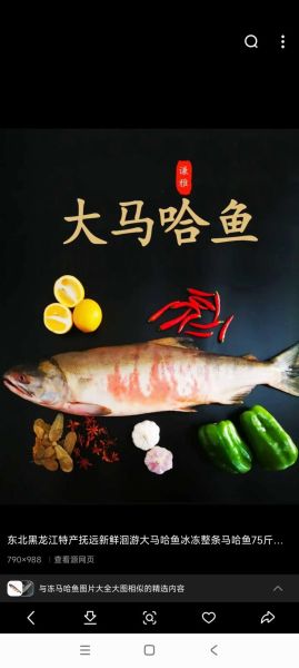 大马哈鱼(是为了什么呢)