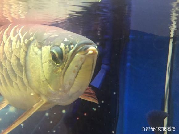 天价金龙鱼(真的有人愿意买吗)