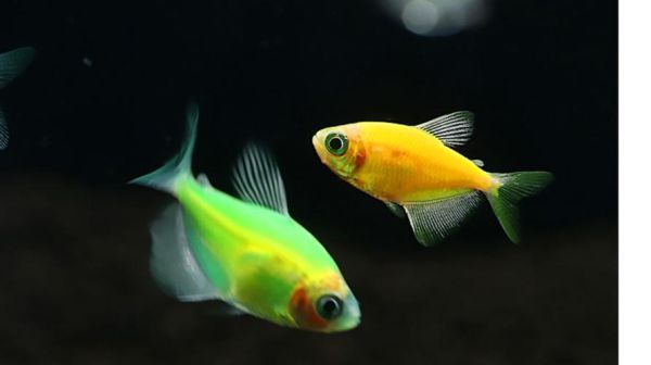 天使鱼(温顺还是爱闹腾)