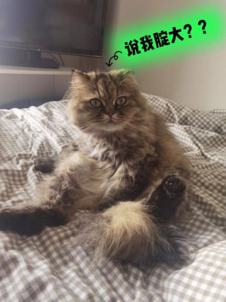 天天宠物网(你还在等什么)