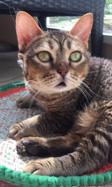 天小猫(它能让你爱不释手吗)