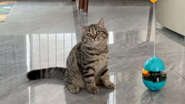 天小猫(它能让你爱不释手吗)