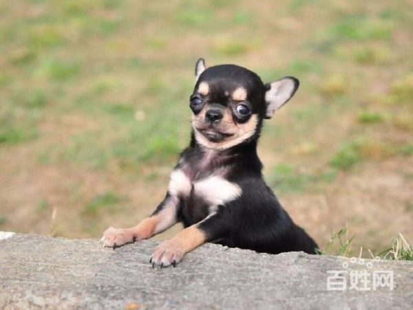 天津吉娃娃(哪些网站可以发布吉娃娃领养信息)