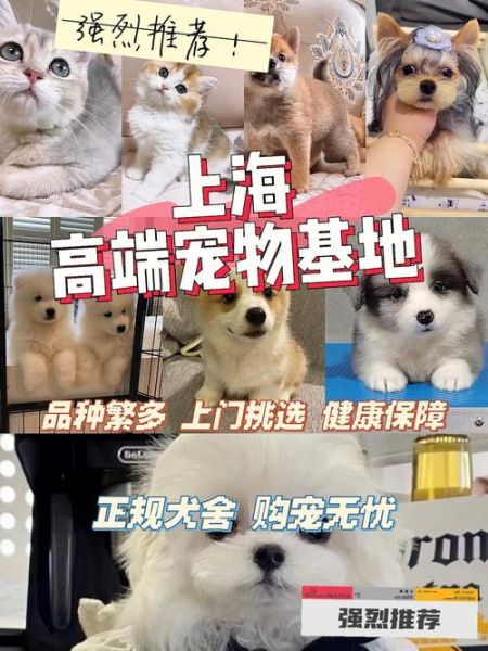 天津宠物市场(哪家最方便停车)