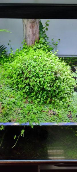 天湖葵(这两种植物之间有什么联系)