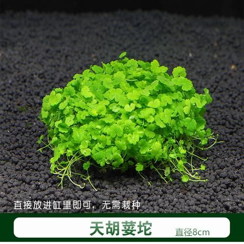 天湖葵(这两种植物之间有什么联系)
