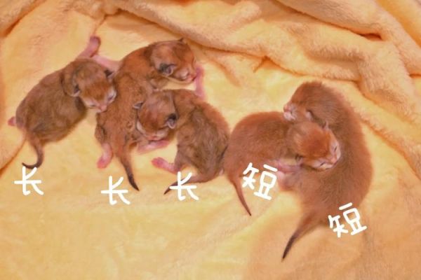 天竺鼠多少钱(短毛和长毛价格差这么多)