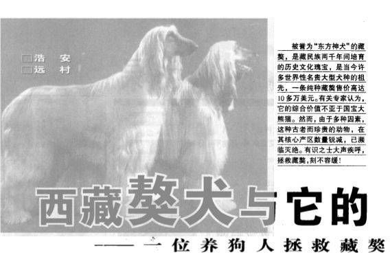 天龙藏獒(背后的故事是什么)