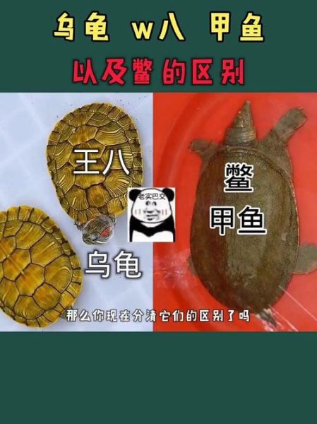 夹板龟(跟普通乌龟一样吗)