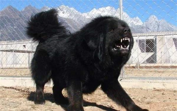 夺爱藏獒(是爱还是责任)