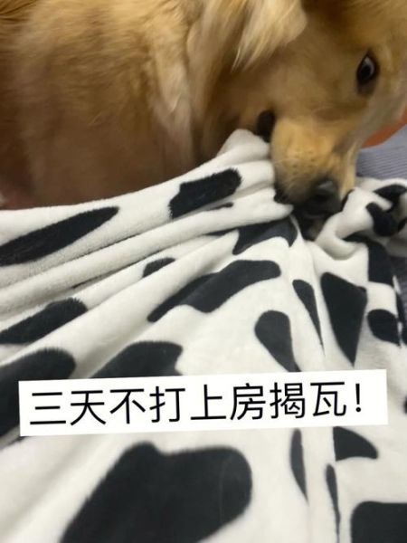女不养狗的原因( 为什么说女生养狗会变性)
