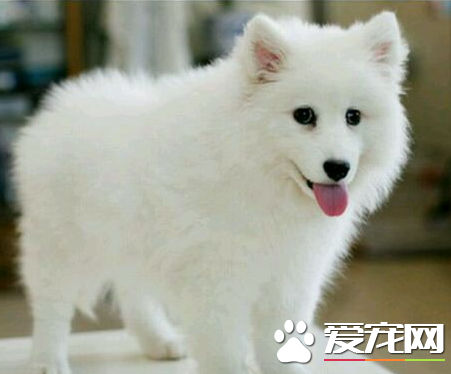 女犬( 如何判断一只女犬是否适合做宠物)