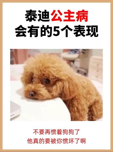 女生为什么不能养泰迪(女生真的受得了)