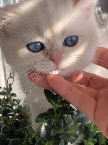 好听的宠物名(还是叫它小淘气)