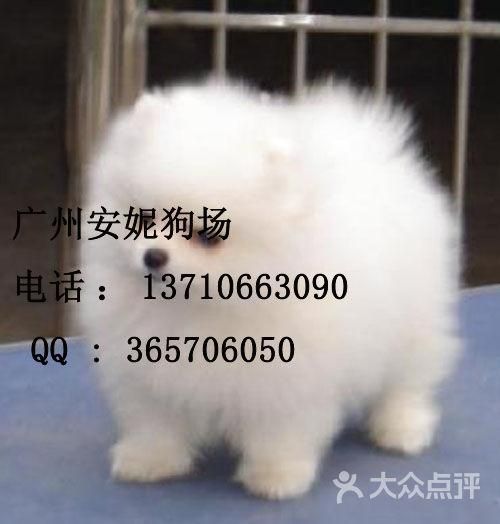 好听的狗名(是叫安妮还是叫甜甜呢)