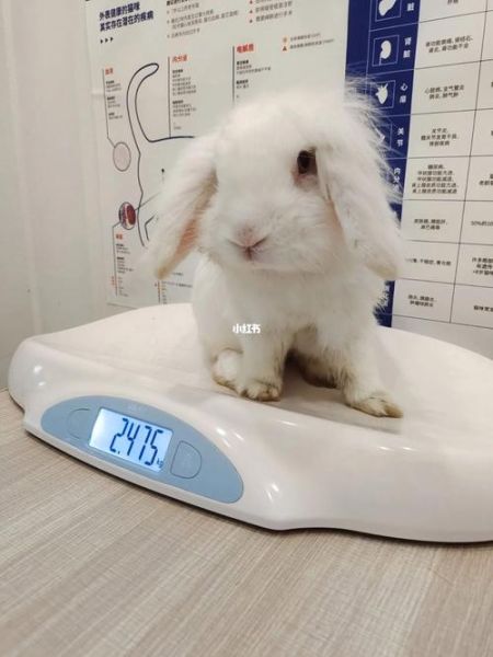 如何养宠物兔(怎么才能让它乖乖听话)
