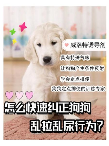 如何养狗(狗狗乱拉乱尿怎么办)