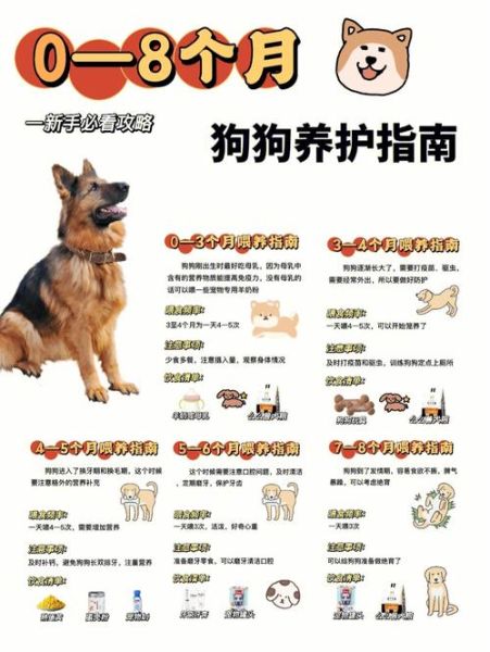 如何养狗狗(怎样才能让狗狗健康快乐)