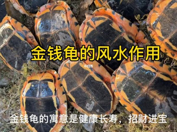 如何养金钱龟(它们喜欢吃什么食物)