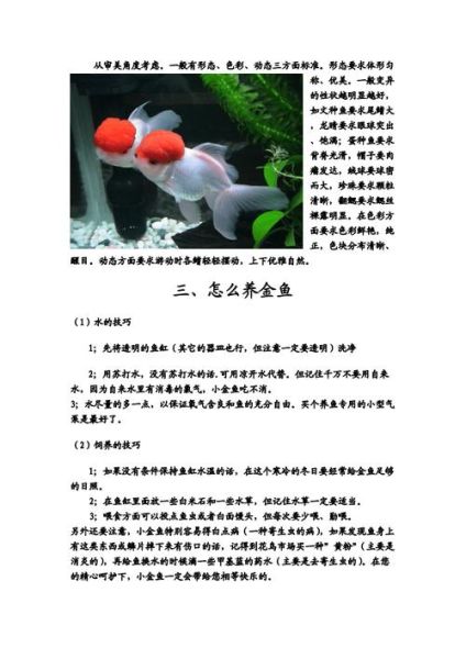 如何养金鱼(怎么才能让它健康)