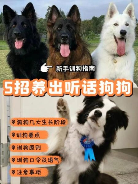 如何训狗(怎么才能让狗狗明白你的指令)
