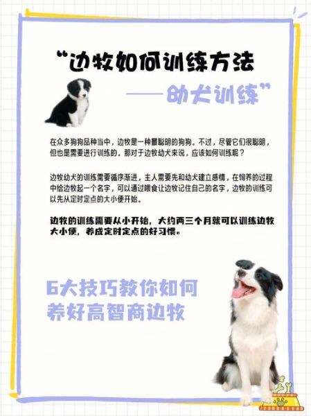 如何训练边境牧羊犬( 怎么才能让边牧乖乖听话)