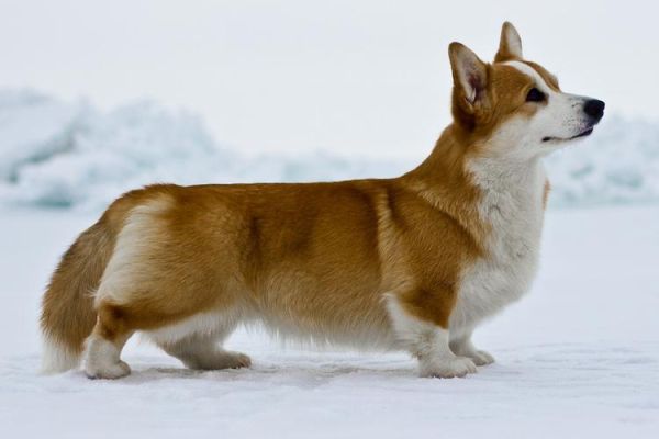 威尔士柯基犬(它能做些什么)