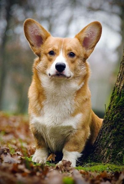 威尔士柯基犬(它能做些什么)