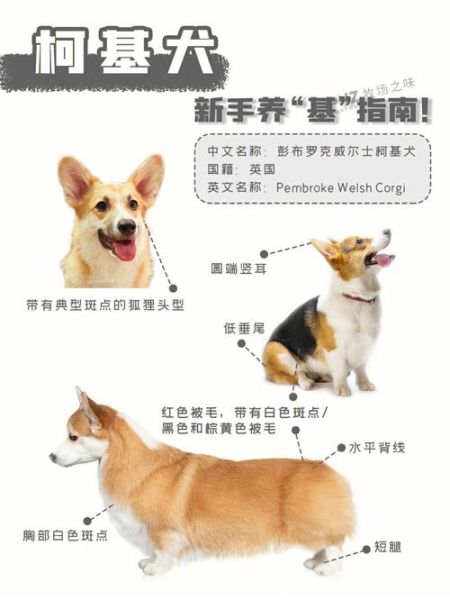 威尔斯柯基犬(卡迪根和彭布罗克哪个更得宠)