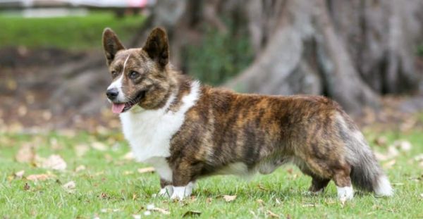 威尔斯柯基犬(卡迪根和彭布罗克哪个更得宠)